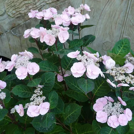 Le Point D'orgue 3* Pineuilh